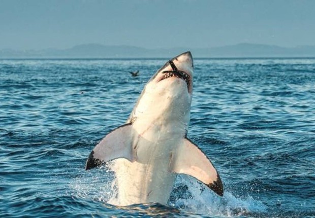 O número de grandes tubarões-brancos está diminuindo (Foto: GETTY IMAGES (via BBC))