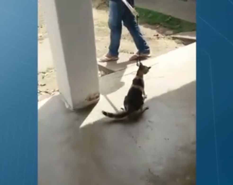 VÃ­deo em que animal sofre maus-tratos foi divulgado nesta quarta-feira (5), pelo JPB 1Âª EdiÃ§Ã£o â€” Foto: TV Cabo Branco/ReproduÃ§Ã£o