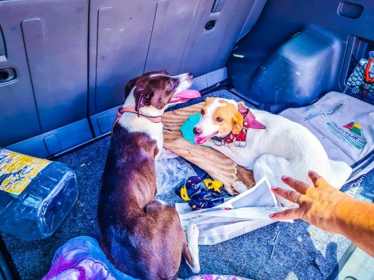 Homem é preso em flagrante por abandonar dois cachorros na estrada em Formigueiro