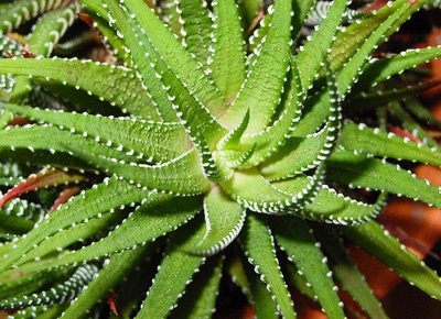 aloe vera-babosa-planta (Foto: Pixabay)