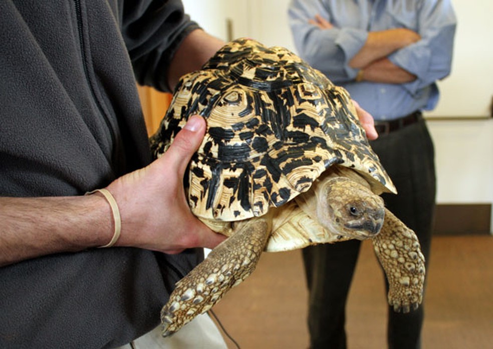stolen tortoise fran - Cientistas do MIT criam pílula de insulina para substituir injeção
