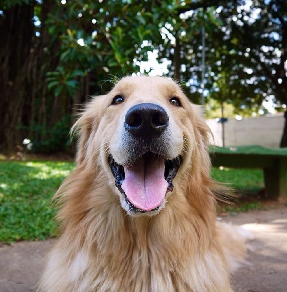 Cão Romeu ficou em cidade espanhola após dono não poder viajar com ele — Foto: Arquivo Pessoal