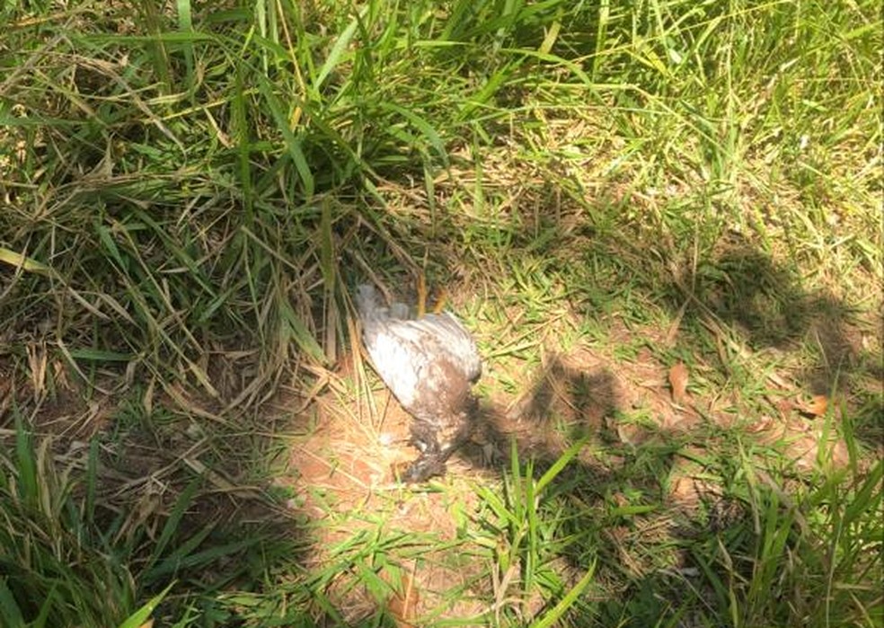 Jiboia foi capturada após matar galinha em propriedade rural em Dracena — Foto: Corpo de Bombeiros