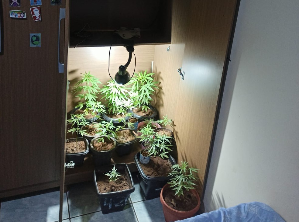 Pés de maconha eram cultivados em estufa caseira em Tarabai — Foto: Polícia Militar