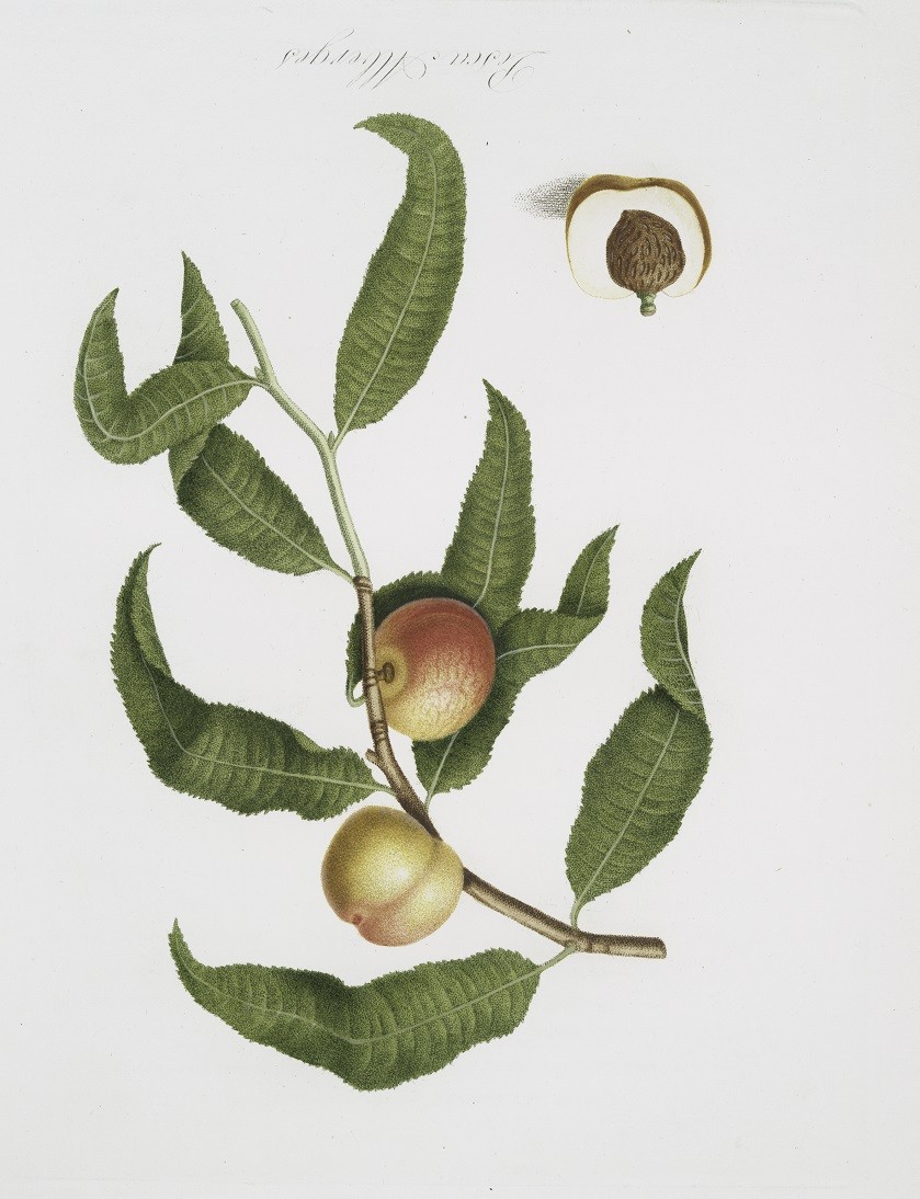 Quadros botânicos: mais de 150 aquarelas gratuitas para você imprimir (Foto: Biblioteca Pública de Nova York)