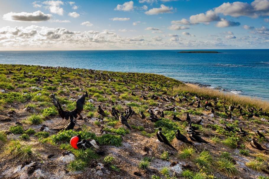 Fragatas no Arquipélago de Abrolhos (Foto: Divulgação/National Geographic)