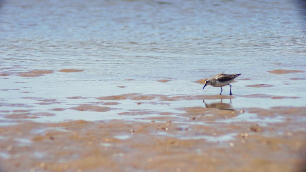 Aves se alimentam no Delta do Parnaíba  — Foto: Globo Repórter