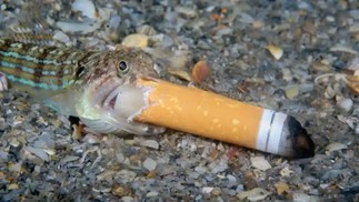  Um peixe-lagarto tenta comer uma ponta de cigarro — Foto: Steven Kovacs