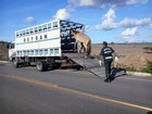 Mais de 80 animais soltos são recolhidos nas rodovias de Sergipe