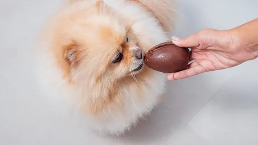 Veja cinco ovos de Páscoa e petiscos de chocolate liberados para cães e gatos