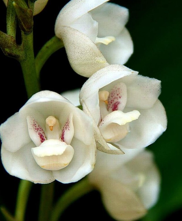 A Peristeria elata é conhecida como orquídea pomba, Espírito Santou ou Santíssima Trindade (Foto: Stihl / Divulgação)