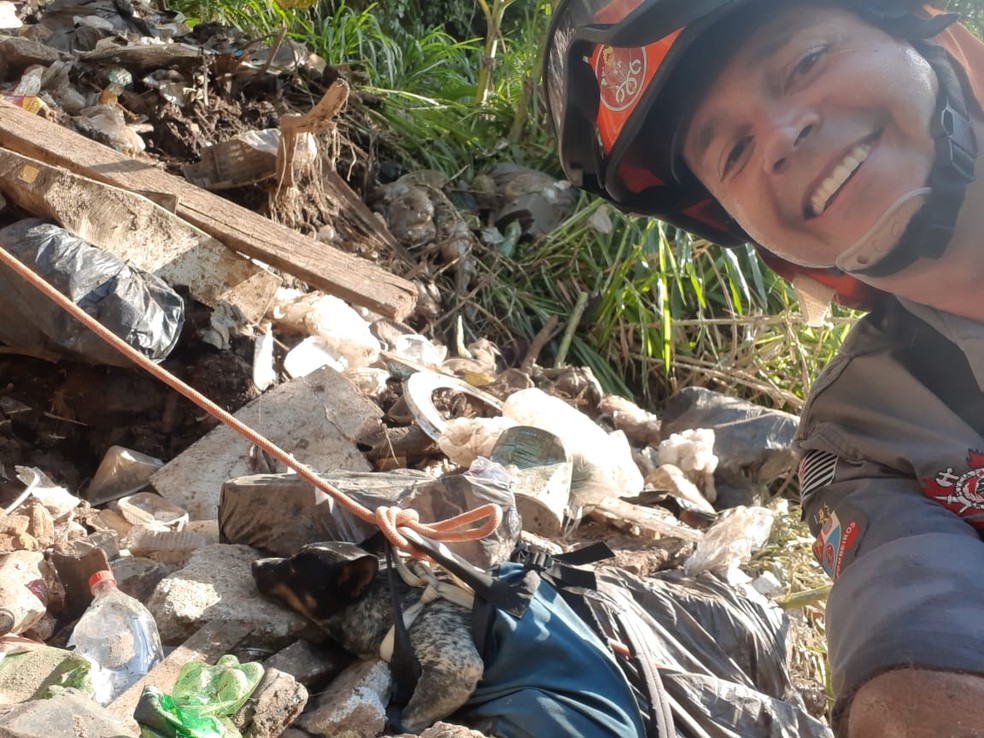 Cachorro foi colocado em um equipamento de segurança durante o resgate em Marília — Foto: Divulgação/Corpo de Bombeiros