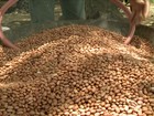 Agricultores comemoram fartura na colheita de grãos no sertão de AL