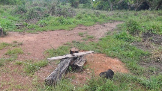 Castanheira no G1 Mato Grosso MT