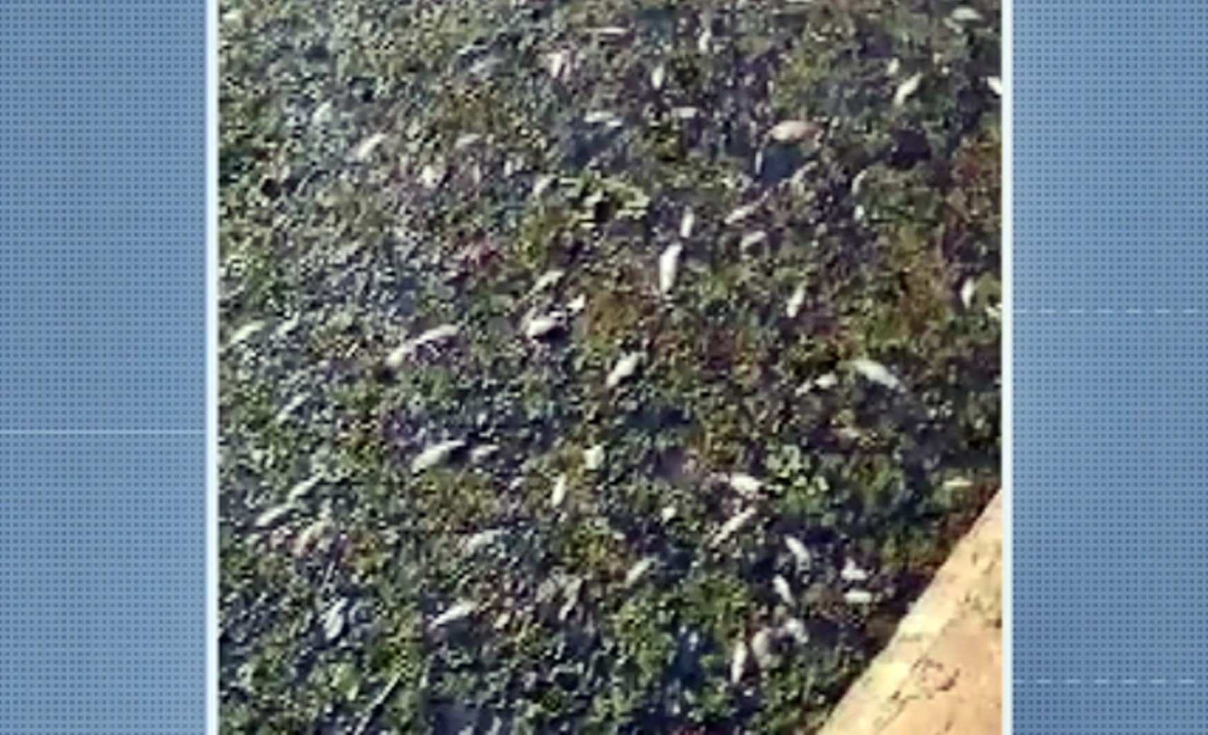 Copasa faz reparação ambiental após vazamento de esgoto causar morte de peixes em Varginha, MG