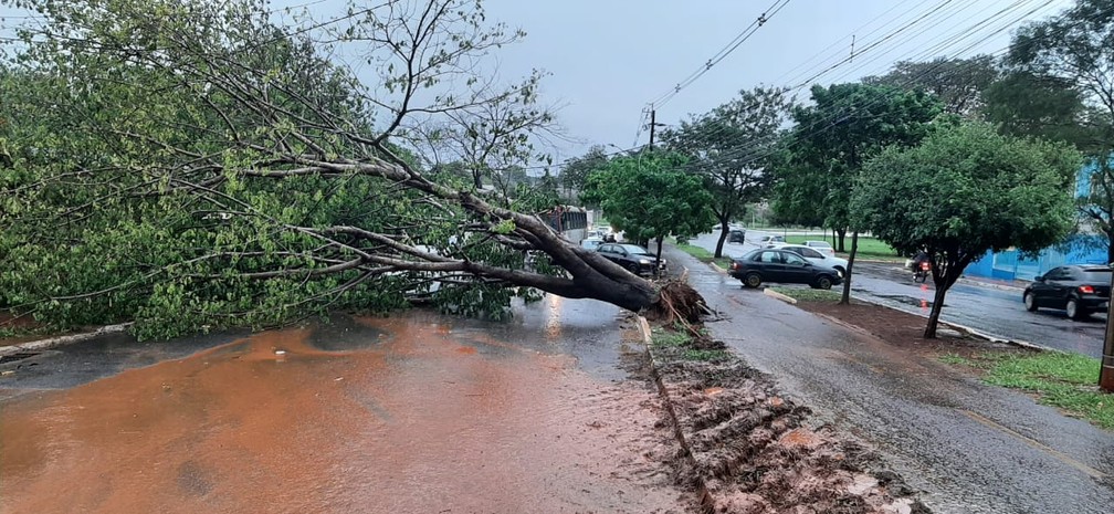 Árvore caída no Jardim Parati, em Campo Grande — Foto: José Aparecido/TV Morena