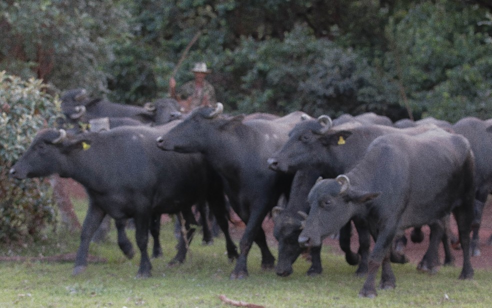 Rebanho de búfalos também devem ser imunizados contra febre aftosa. — Foto: Elder Miranda Jr/AQK