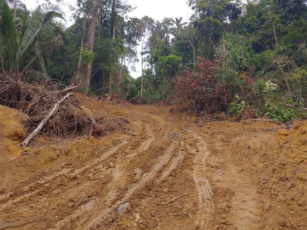Cerca de 21 km quadrados de desmatamento foram identificados somente este ano  Foto: TCE-MT/ Divulgao