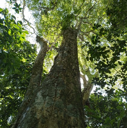 A árvore da espécie Eugenia delicata, foi batizada de uvaia-pitanga pelos pesquisadores da UFRRJ e do Jardim Botânico — Foto: Divulgação/Thiago Fernandes
