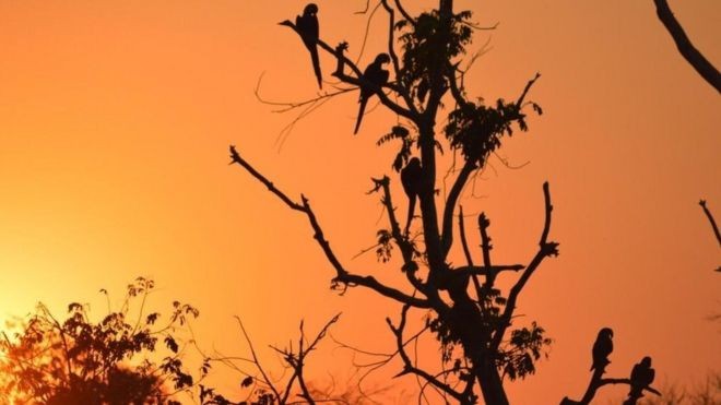 Avanço do fogo ameaça santuário de araras azuis no Pantanal thumbnail