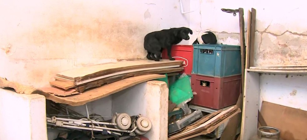 Cachorros foram encontrados em residência abandonada em Campinas — Foto: Reprodução/EPTV