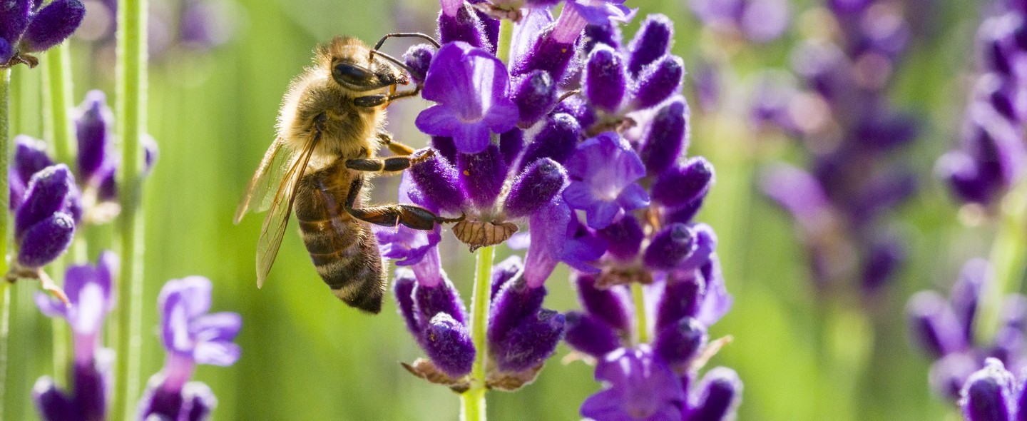 18 plantas que atraem abelhas e outros polinizadores - Casa Vogue |  Paisagismo