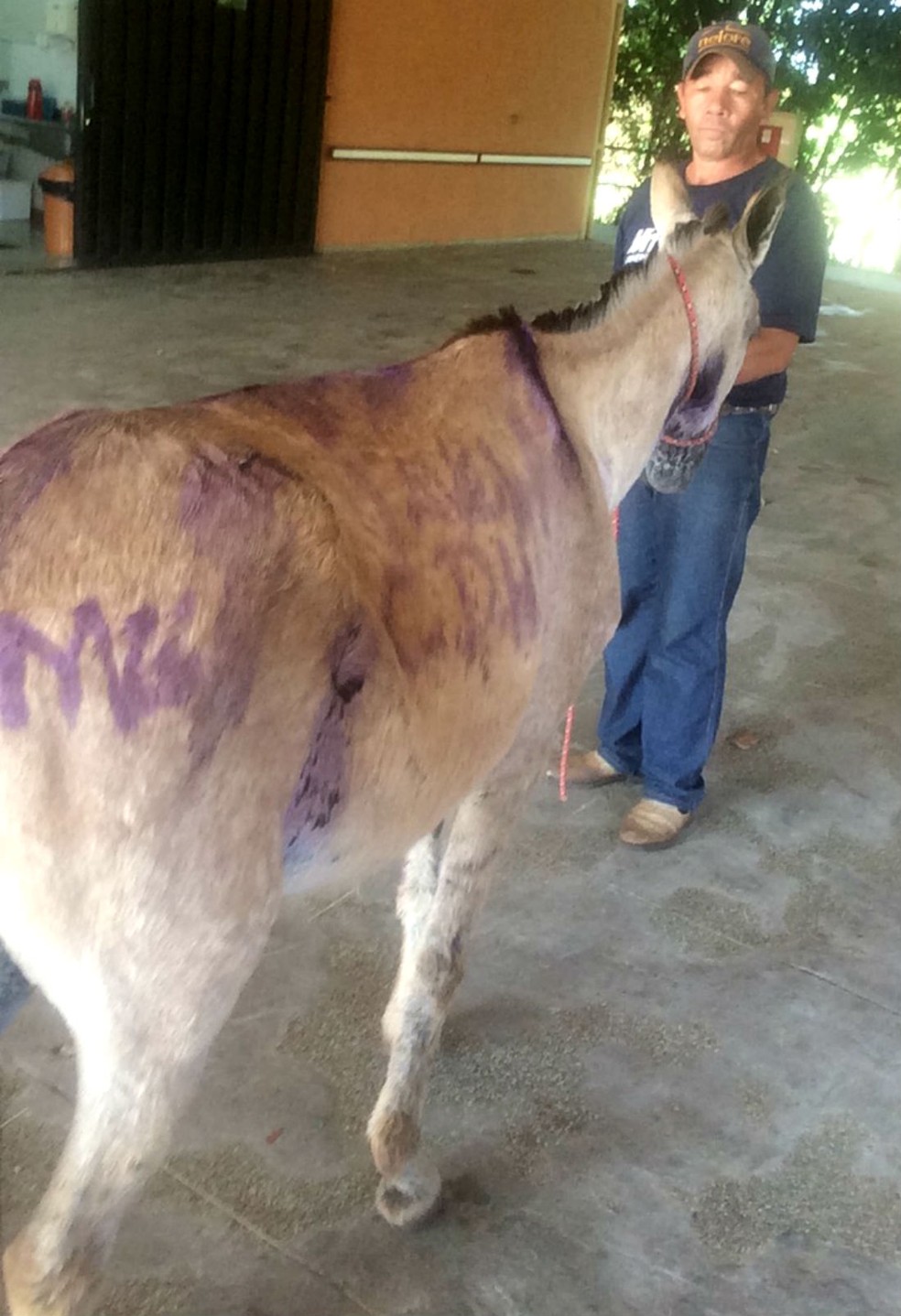 Animal teve o nome do bairro escrito com tinta no corpo — Foto: Arquivo pessoal