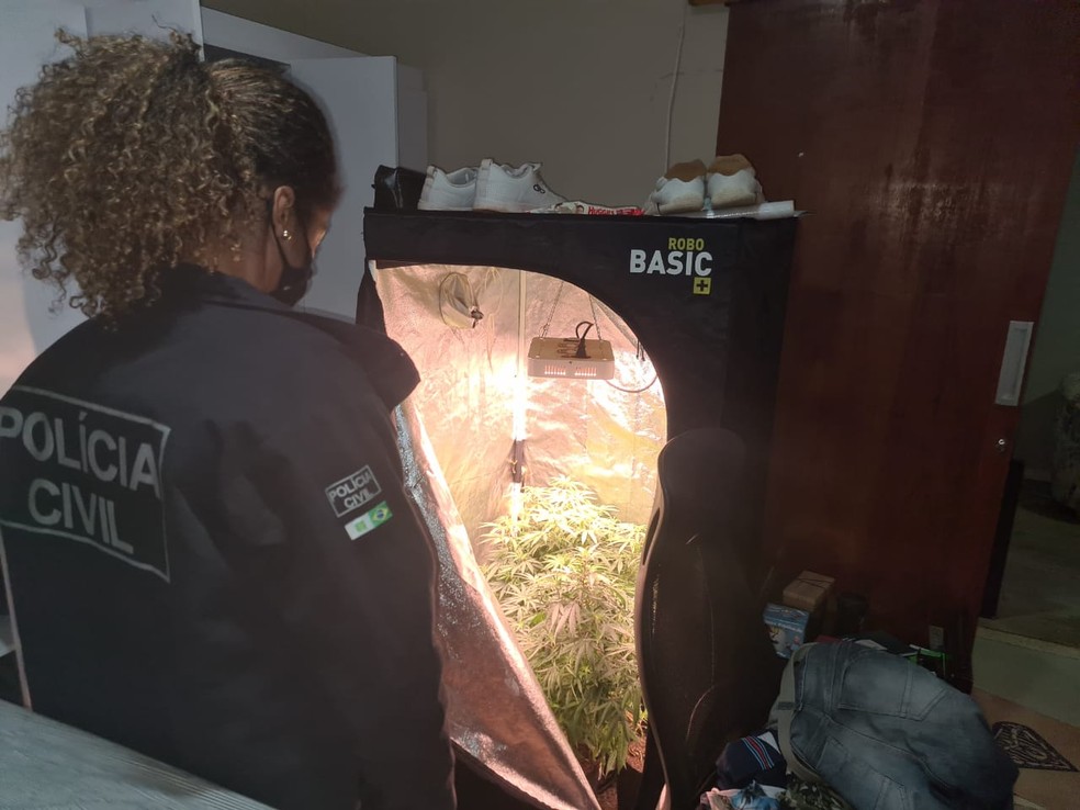 Policiais encontram plantação de maconha durante operação Baco, no DF — Foto: PCDF/Divulgação
