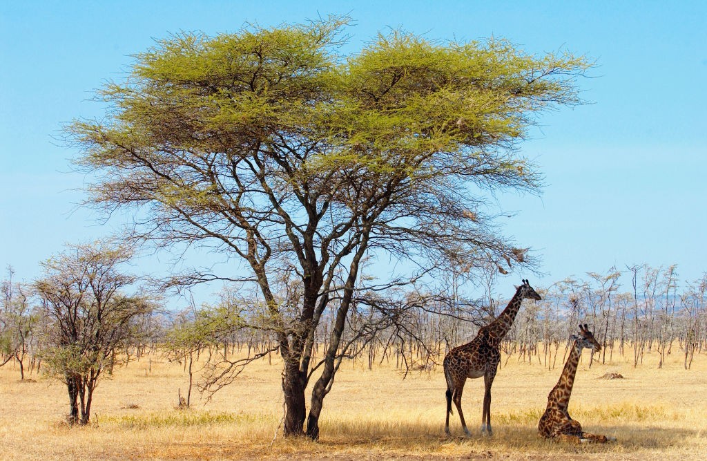 TANZANIA - JULY 24:  Adult giraffes, Serengeti, Tanzania.  (Photo by Tim Graham/Getty Images) (Foto: Tim Graham/Getty Images)