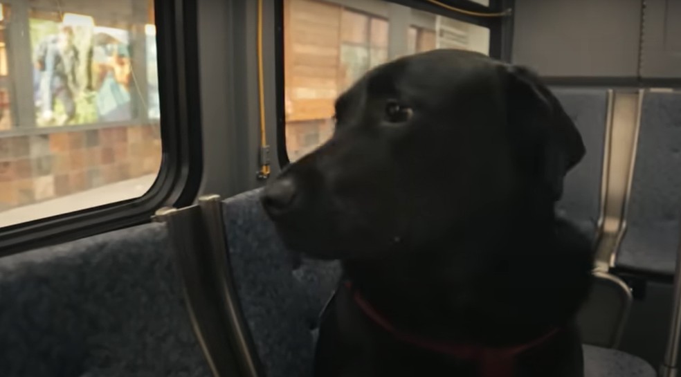 Imagem de vídeo de 2015 mostra a cachorra Eclipse dentro de um ônibus — Foto: Reprodução/King County Metro