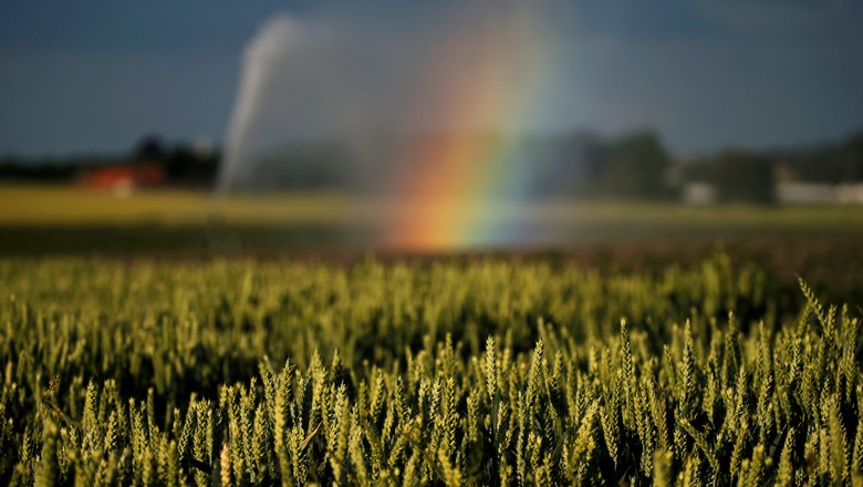 Campo de trigo em junho de 2020 (Foto: Pascal Rossignol/Reuters)