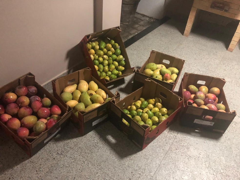 Frutas doadas por produtores do Vale do São Francisco — Foto: Sebastião Amorim/ Arquivo pessoal 