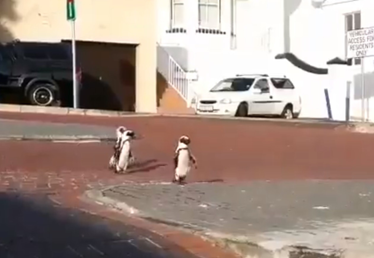 Pinguins são flagrados andando pelas ruas na África (Foto: reprodução/twitter)
