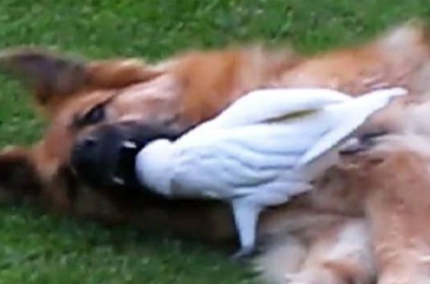 Cacatua coloca a cabeça dentro da boca da cadela 'Misha'. (Foto: Reprodução)