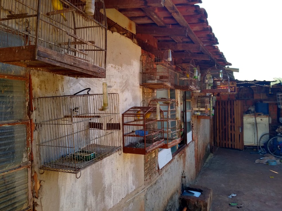 Homem é multado em R$ 42 mil por manter aves em cativeiro e situação de maus-tratos — Foto: Polícia Ambiental/Divulgação