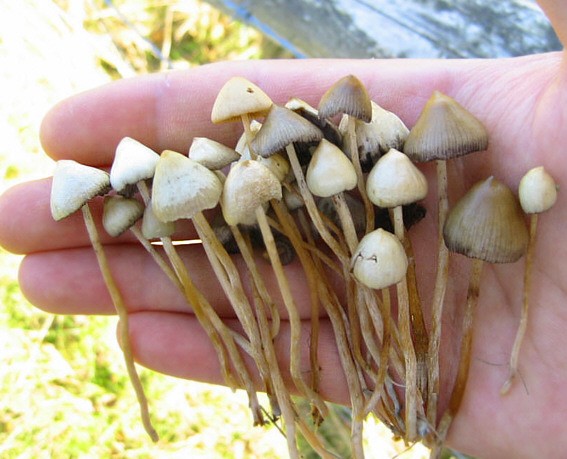 A espécie de cogumelo Psilocybe semilanceata possui  psilocibina, que oferece propriedades alucinógenas  (Foto: Wikipedia Commons)
