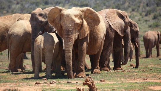 Elefantes têm papel importante no controle dos níveis de carbono, diz estudo
