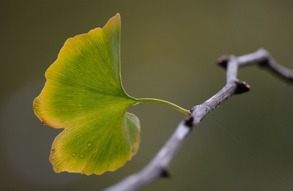 Folha de Ginkgo biloba durante ob outono fica amarela — Foto: Foto: Pixabay
