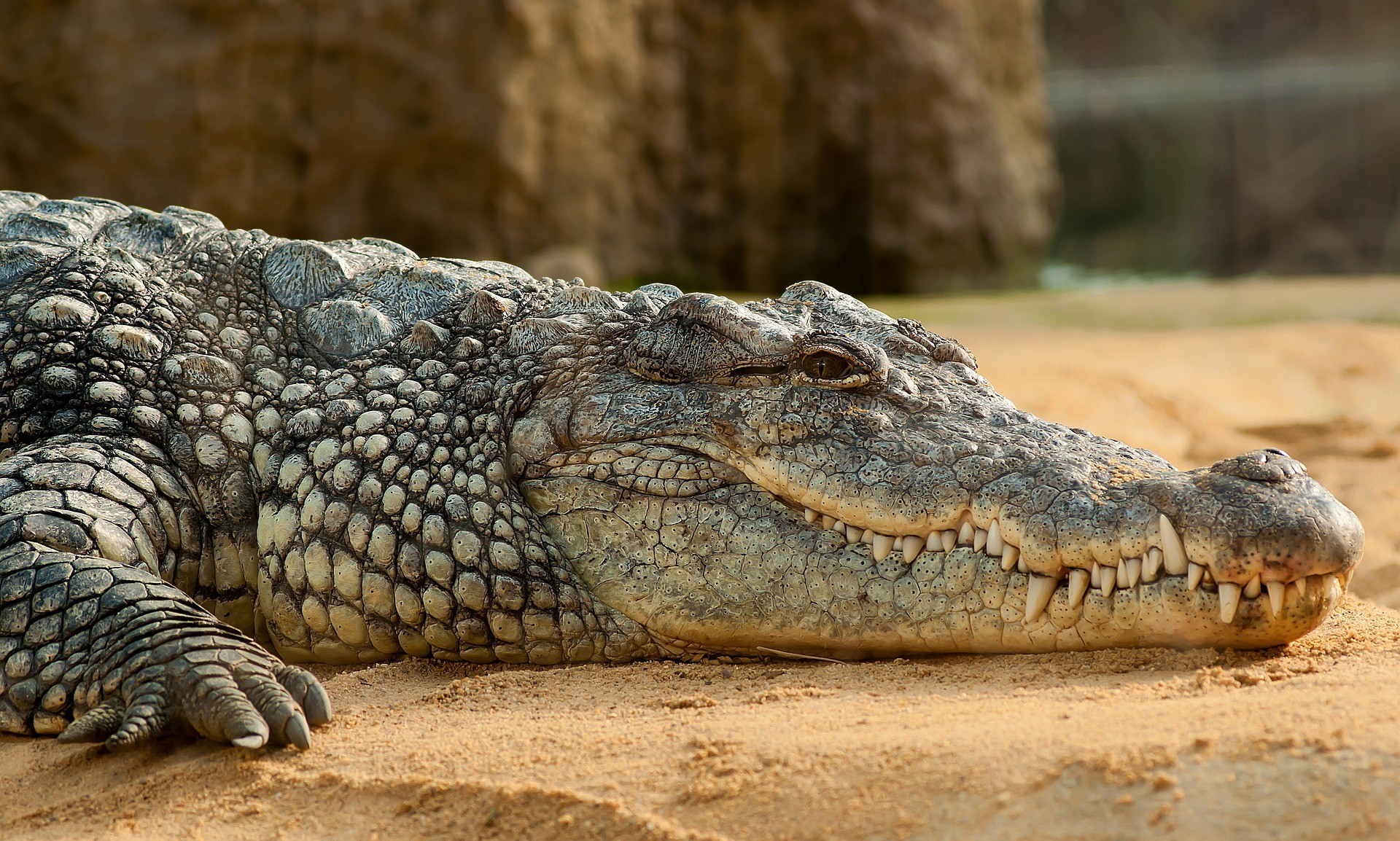 As novas espécies são conhecidas como crocodilos anões gigantes (Foto: Reprodução/Pixabay)