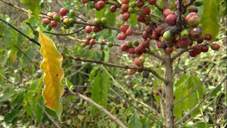 café-pé-amarelo (Foto: Reprodução/TV Globo )