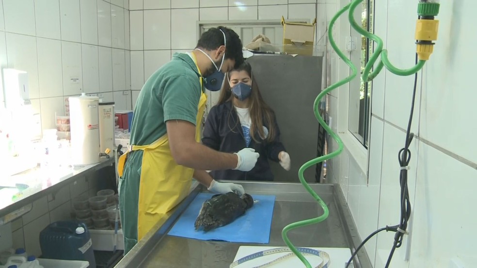 TÃ©cnicos realizam necrÃ³psia para descobrir causas da morte de animais (Foto: ReproduÃ§Ã£o/TV Tribuna)