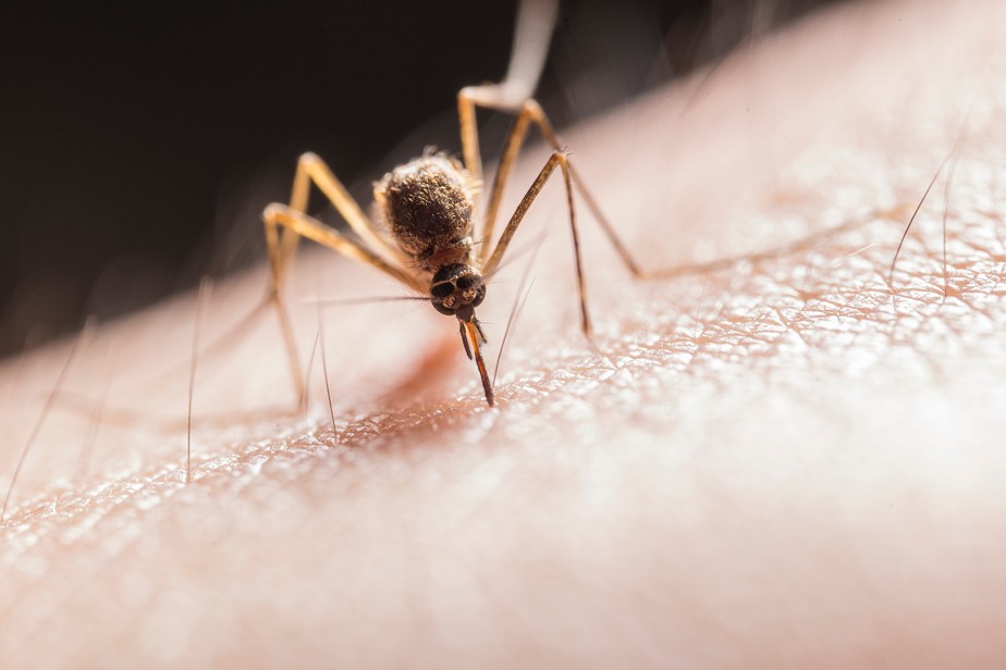 vitamina B1 e outros suplementos orais não repelem mosquitos