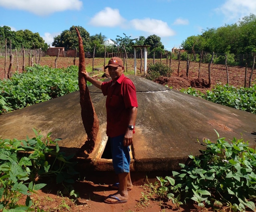 Raimundo Nota de Sousa, 65 anos, colheu uma macaxeira de 1,68 metro de comprimento em Ararendá, no interior do Ceará. — Foto: Arquivo pessoal
