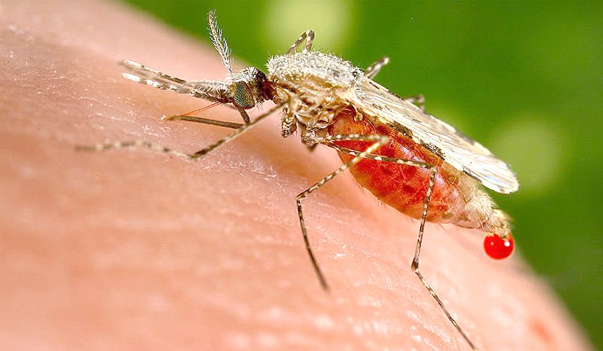 Malária (Foto: Wikimedia Commons)