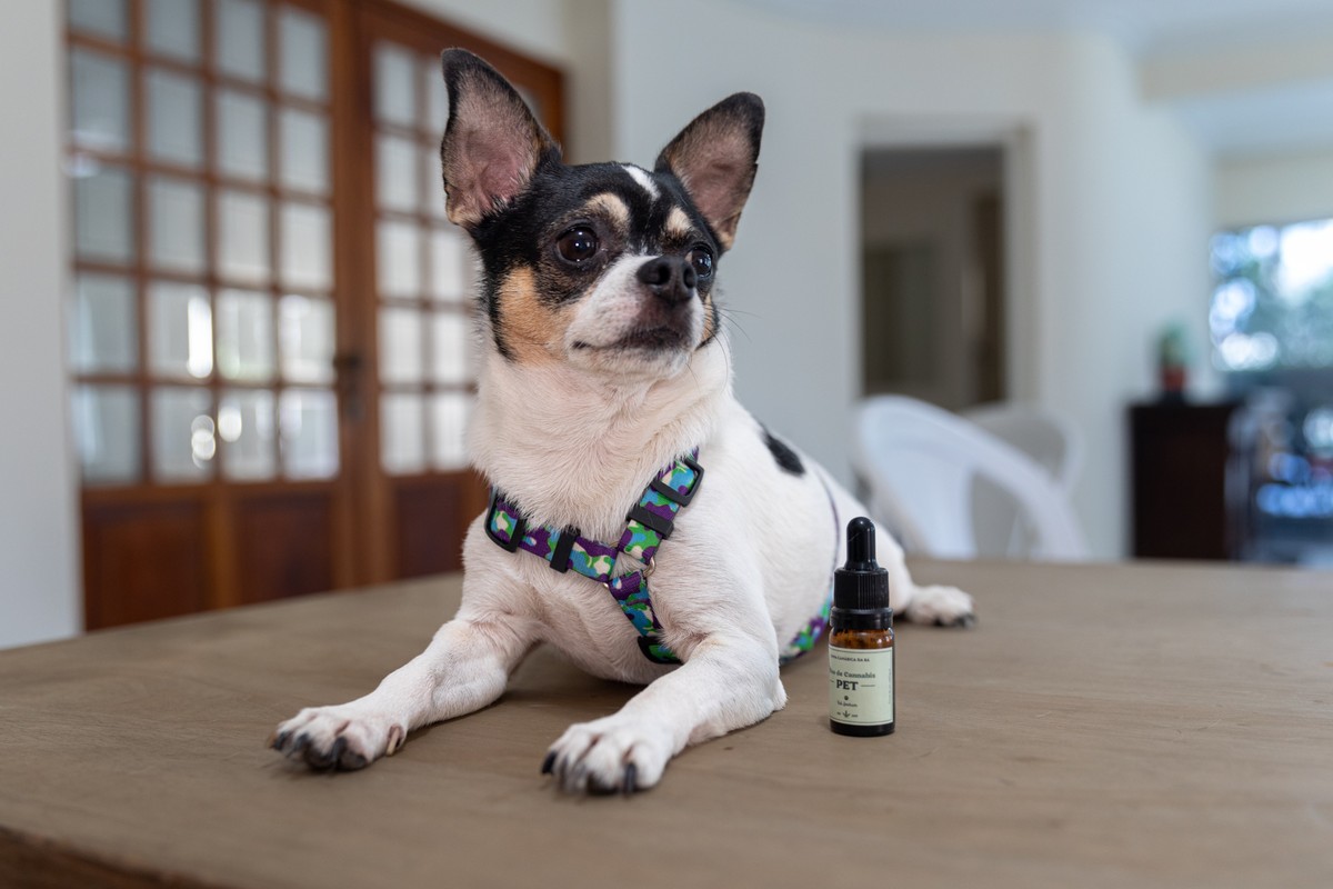 Hashish medicinal para cães e gatos é buscada por donos de animais de estimação mesmo com os riscos de ilegalidade no Brasil |  Saúde