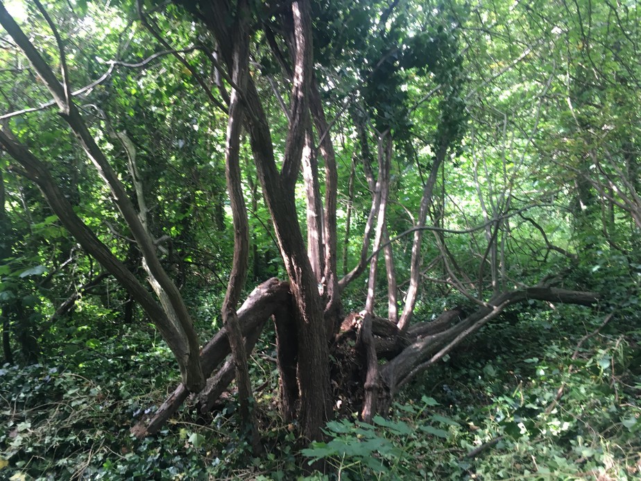 Árvore antiga em trecho da floresta de Gorne Wood.