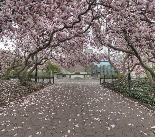 Cerejeiras incríveis de Nova York (Foto: Thinkstock)