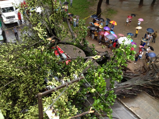 Árvore cai encima de carros no Parque Solon de Lucena, no Centro de João Pessoa (Foto: Walter Paparazzo/G1)