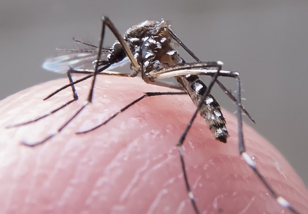 Aedes aegypti, o mosquito da dengue (Foto: Rafael Neddermeyer/ Fotos Públicas)