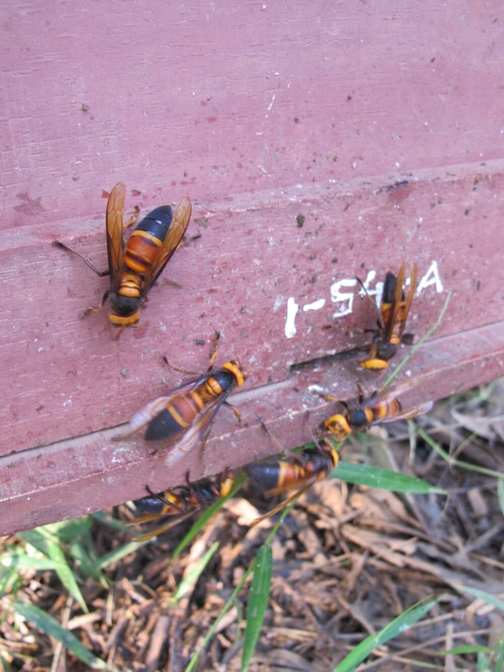 Para afastar vespas, abelhas são vistas usando ferramenta pela primeira vez (Foto: Reprodução/Heather Mattila)